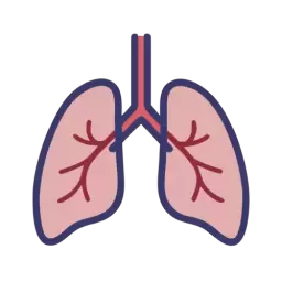 Lungs Free Vector