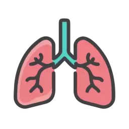 SVG Lungs Vector